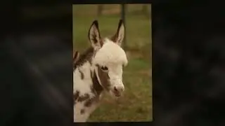 Hypnotic Trance Miniature Donkey