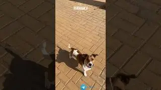 Честер на выдержке - Кремень
