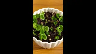 How to grow pomegranate tree from seeds at home 