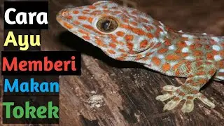 How Mbak Ayu Means Feeding Broken Geckos