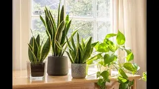 Indoor Plants | HomeMazala