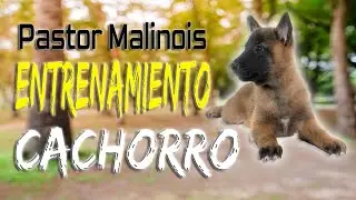 ENTRENAMIENTO JUNTO, SENTADO Y QUIETO #pastormalinois #pastorbelgamalinois #belgamalinois #dog #pets