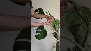let's propagate monstera 