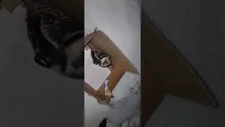 выпуск ястребиной совы
