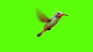 haming bird flying effect green screen (chroma key) hd
