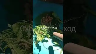 #музыка #гномы #боже #тренд #существа #рыцари #юмор #мем #жиза #прикол