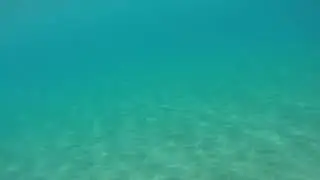 Humpback whales communicate underwater at Kaanapali Beach in Maui, Hawaii
