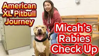 Micah, the American XL Pitbull going to the Vet | Chubi | Micah | FAMTayo #117