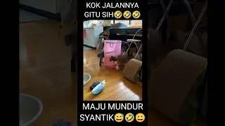 KUCINGNYA MAJU MUNDUR AMPE KIAMAT🤣 | #catvideos