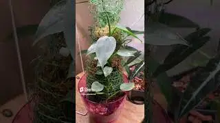 История моего филодендрона silver queen