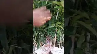 ниҳолҳои Кумкватро насиб бошад мебиёрем. +992900004489