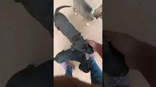 Cute Puppies love attack 😍