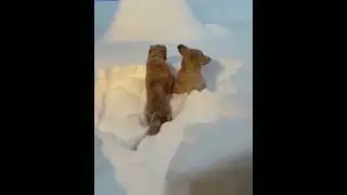 Dogs and Snow Compilation 1