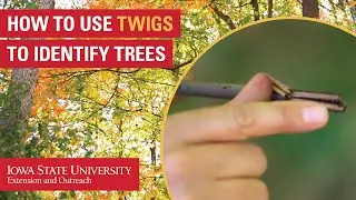 How to Use Twigs to Identify Trees