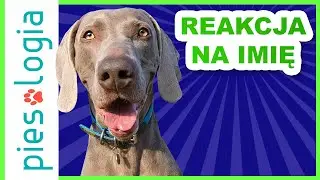 How to teach a dog to respond to its name?