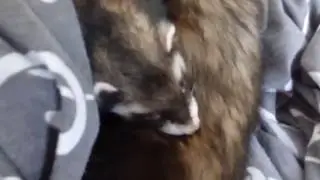Ferret Sleeping