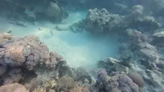 Sharm Еl Sheikh sentido Reef Oasis