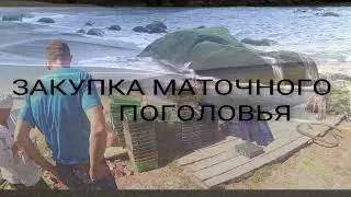 Закупка маточного поголовья