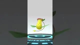 BELLSPROUT WEEPINBELL VICTREEBEL EVOLUTION!! #pokemongo #pokémon #pokemon #shorts