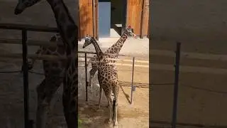 Жирафы🦒 - в зоопарк в Каунасе#shorts#йорк #зопарк#зоологический_сад #жираф#