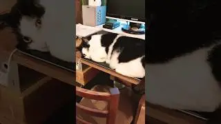 Ноутбук - лучшее место для сна #двесобакитрикота