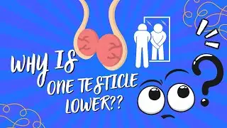 Why Does ONE TESTICLE Hang Lower? Explained!