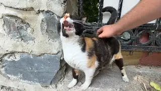 Cat starts to glitch if you scratch her back!