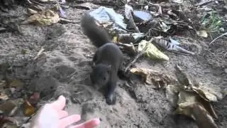 Angry Squirrel Attacks Russian Porn Star Gina Gerson !!