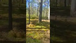 25 июня 2024 г.