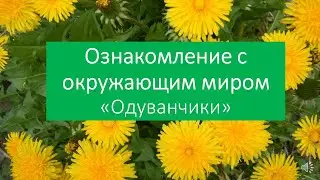 Окружающий мир "Одуванчики"