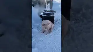 Хрюша - Марфуша. Морозко.