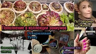 Домашний Влог. Поговорим за жизнь) Эониумы. Бурманская кошка. Болталка. Бесполезный влог