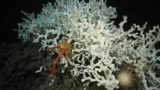 Lophelia II: Introduction & Slideshow