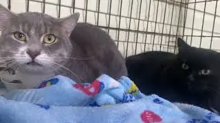 В приют сдали домашних котов