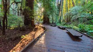 Muir Woods | Northern California Weekend Getaways
