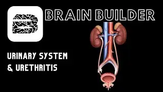 Urinary System and Urethritis