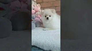 Девочка Померанского шпица 🥰крем 