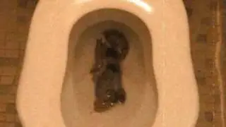 poopoo22.wmv