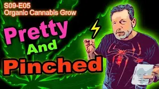 S09 E05 - Day 35 Of Our Cannabis Grow - Week 4 In Pots -  Training & Pinching Ongoing
