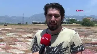 'Halı tarlaları'nda sezon 2 ay erken başladı