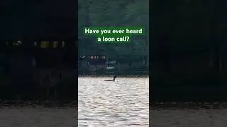 Maine is home to the common loon, one of the coolest and eeriest sounding animals