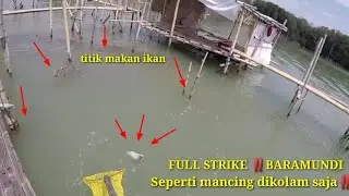 Mancing Kakap Putih Barramundi dirumpon Tyo kali 3 deling Demak..full Strike!!