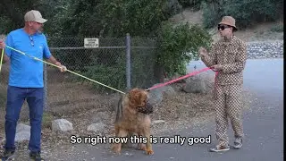 Angry 200 lb Mastiff Gets Petted For First Time. Training Part 2