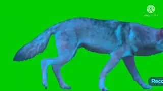 wolf blue walking green screen