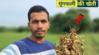 मूंगफली की फसल तैयार हो गई 🥜🥜 मुगफली की खेती || Groundnut Farming ||