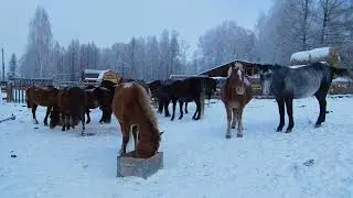 В табуне свои правила. Иерархия по-лошадиному.