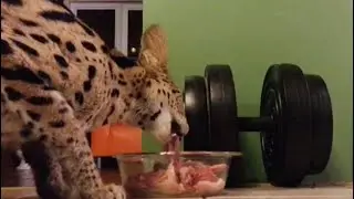 Serval Sounds - Pt. 4