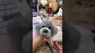 She is not only a pet, but also a family member who has been with the pet owner for eight years.