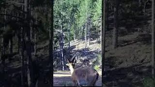 GENÇ ERKEK YABAN KEÇİSİ ORMANDA! #yabankeçisi #keçi #youtubeshorts #keşfet #wildlife #trailcamera