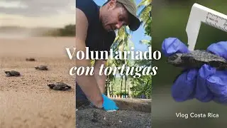 Mi EXPERIENCIA de VOLUNTARIO con TORTUGAS 🐢 en Costa Rica